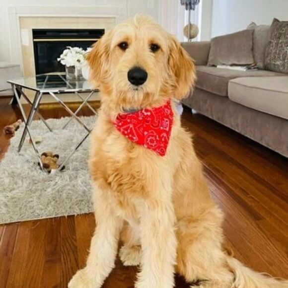 PET SCARF AND COLLAR  - Picture 12 of 12